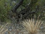 Cladonia foliacea-1.jpg